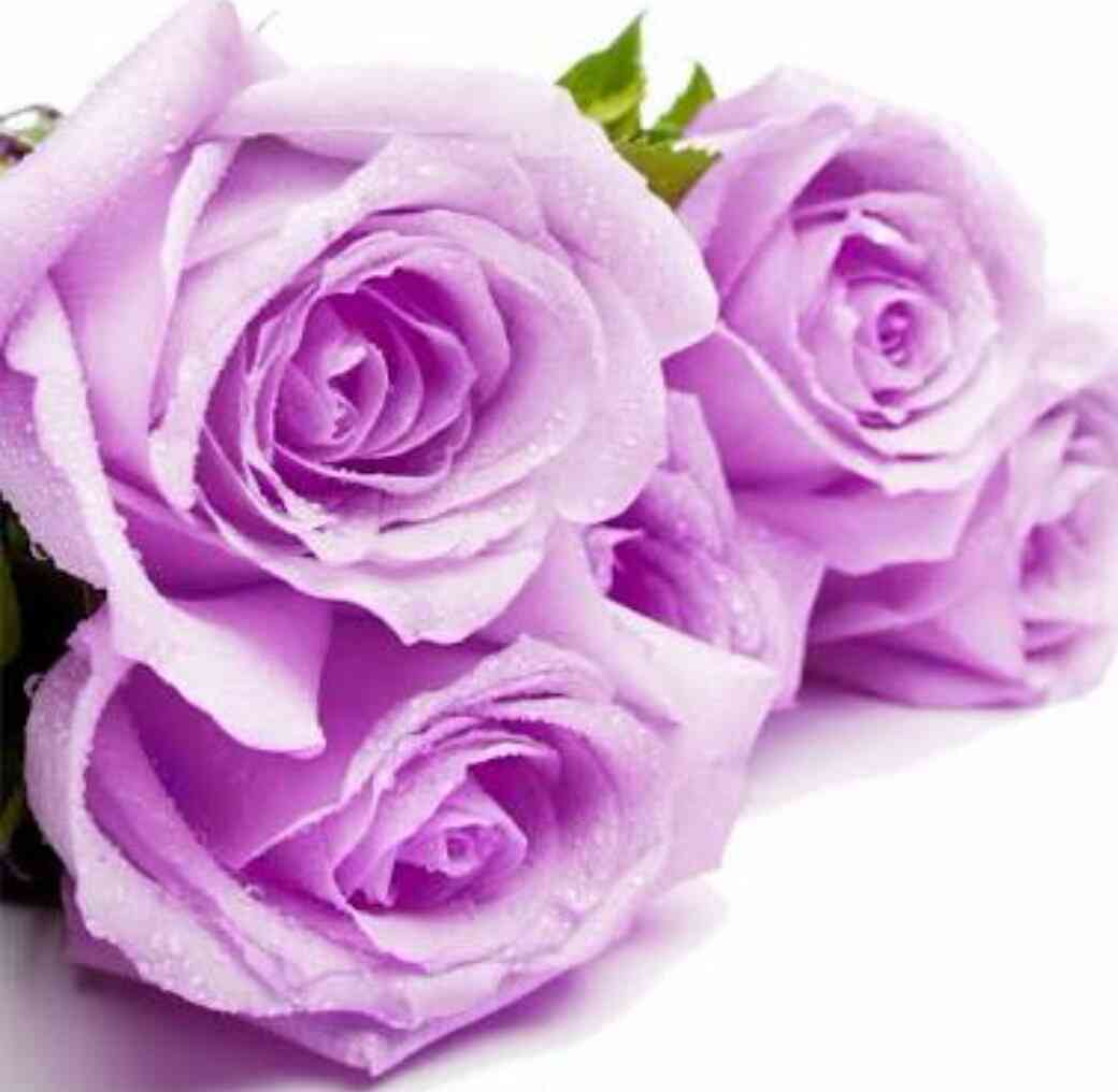 薔薇の画像を持ち寄りましょう