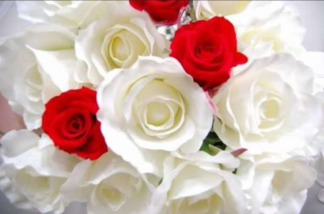 薔薇の画像を持ち寄りましょう