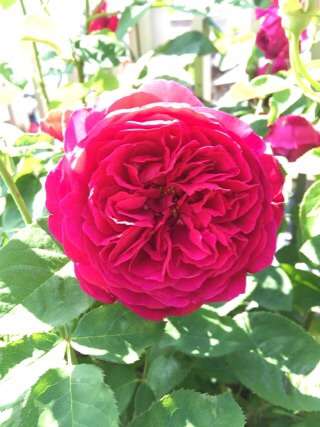 薔薇の画像を持ち寄りましょう