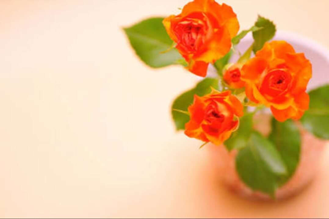 薔薇の画像を持ち寄りましょう