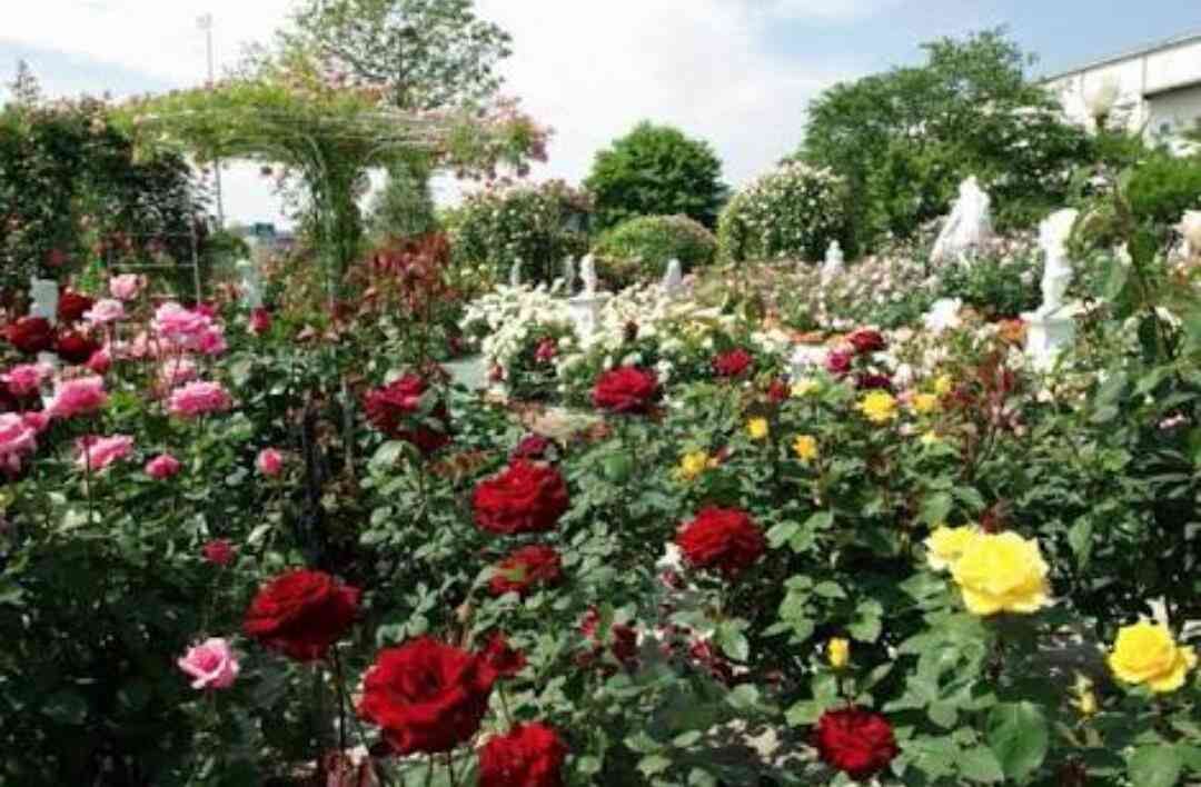 薔薇の画像を持ち寄りましょう