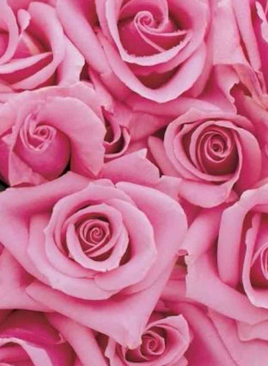 薔薇の画像を持ち寄りましょう
