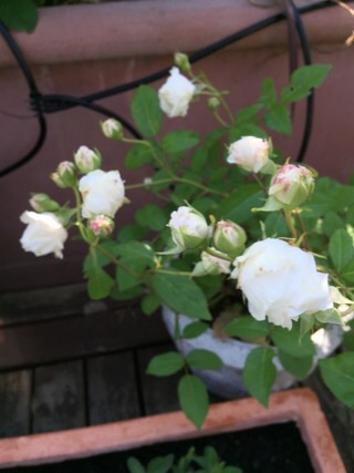 薔薇の画像を持ち寄りましょう