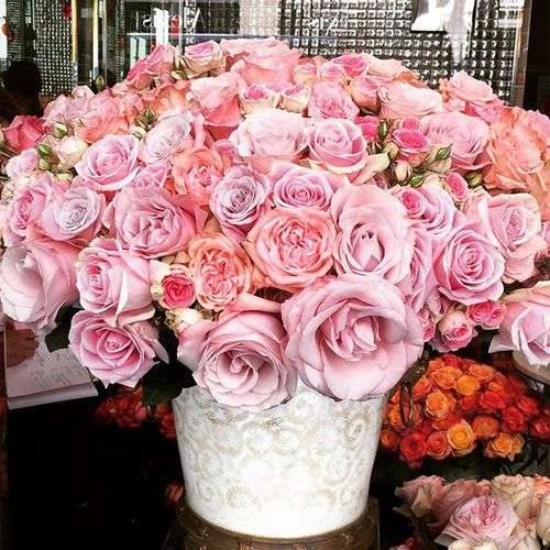 薔薇の画像を持ち寄りましょう
