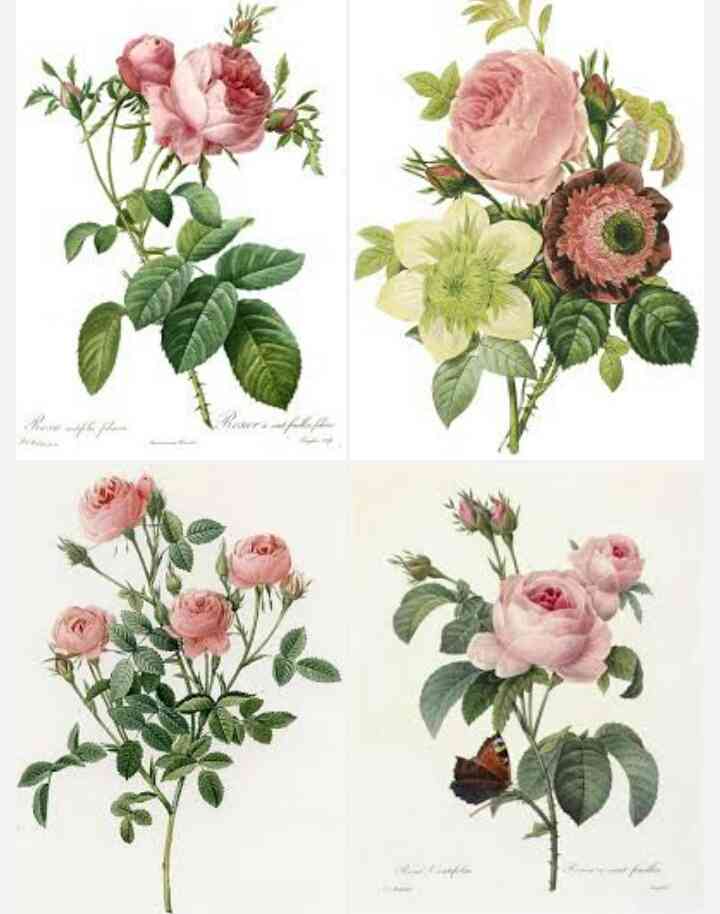 薔薇の画像を持ち寄りましょう