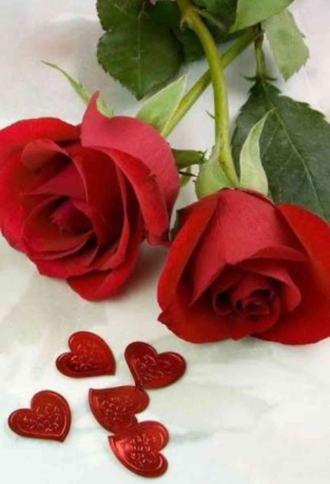 薔薇の画像を持ち寄りましょう