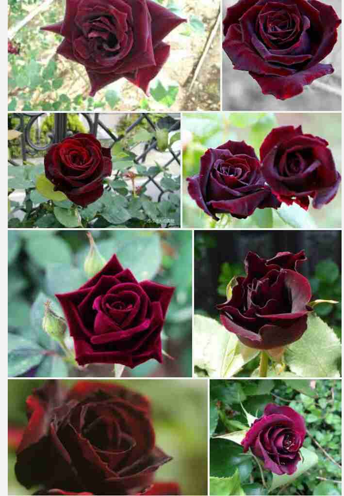 薔薇の画像を持ち寄りましょう