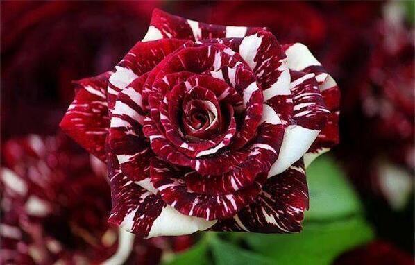 薔薇の画像を持ち寄りましょう