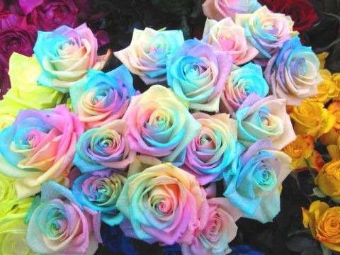 薔薇の画像を持ち寄りましょう