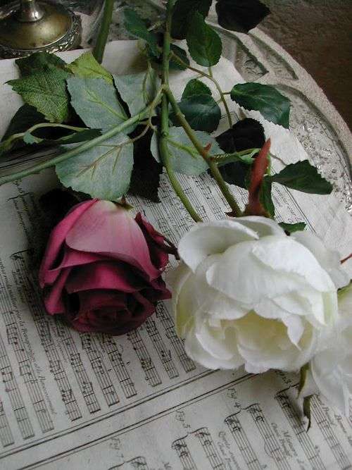薔薇の画像を持ち寄りましょう