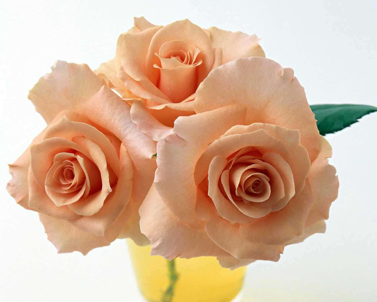 薔薇の画像を持ち寄りましょう
