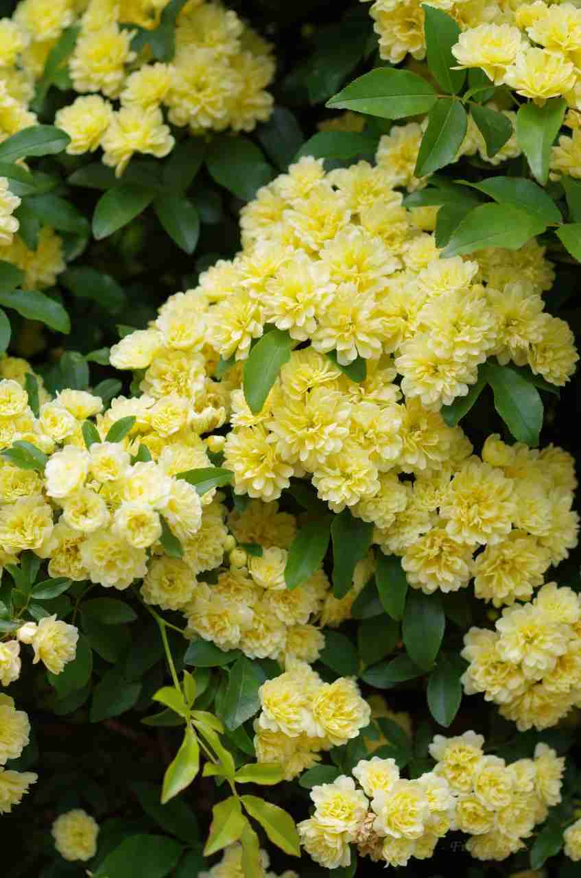 薔薇の画像を持ち寄りましょう