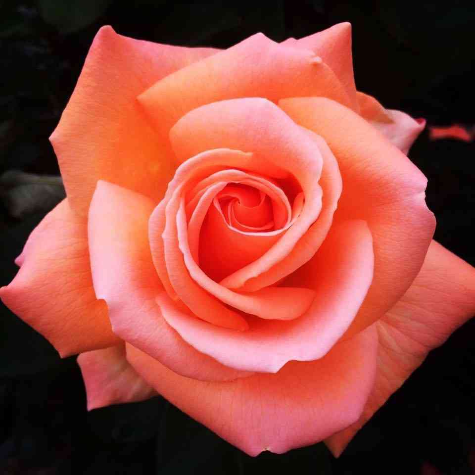 薔薇の画像を持ち寄りましょう