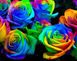 薔薇の画像を持ち寄りましょう