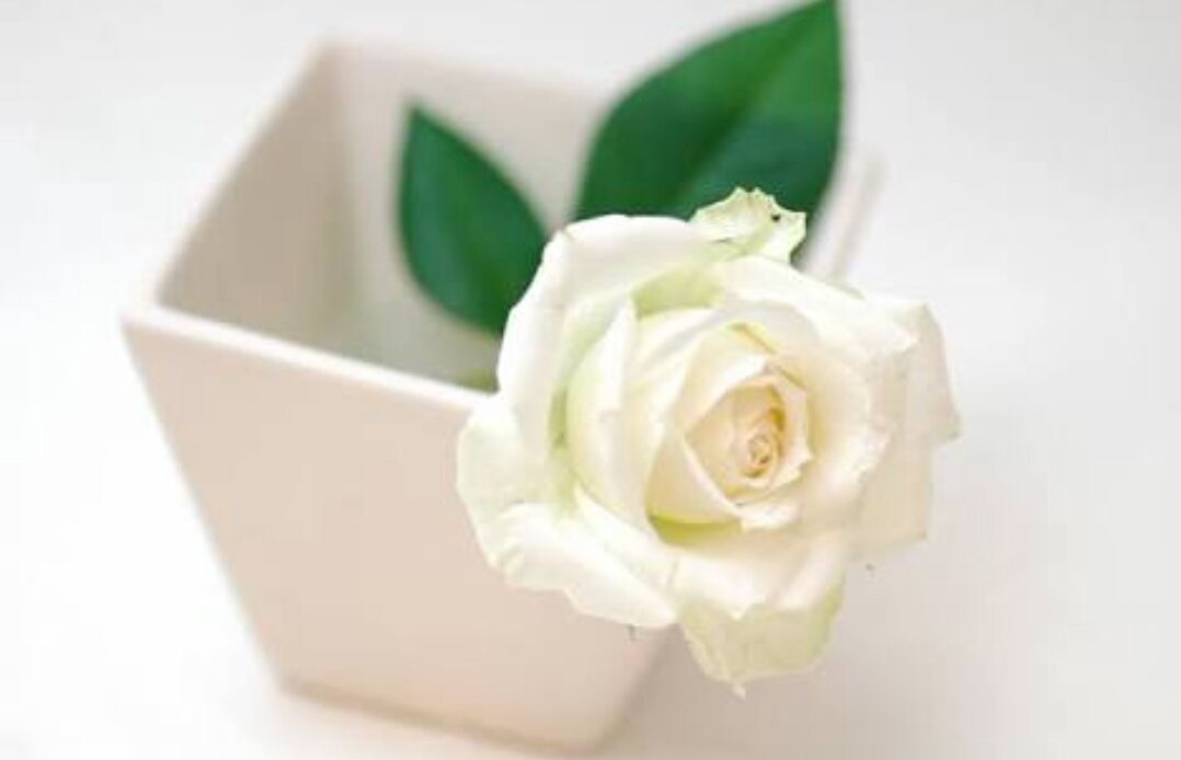 薔薇の画像を持ち寄りましょう