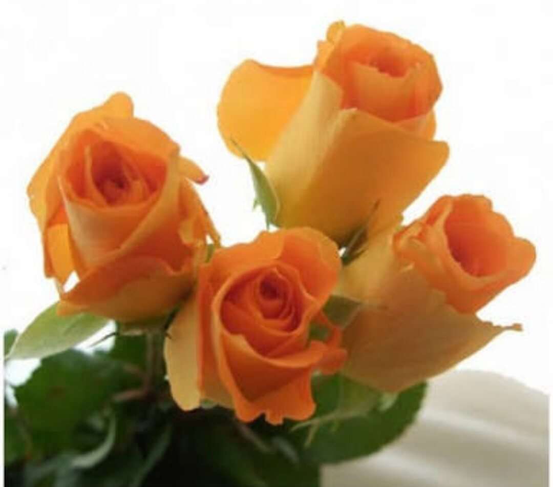 薔薇の画像を持ち寄りましょう