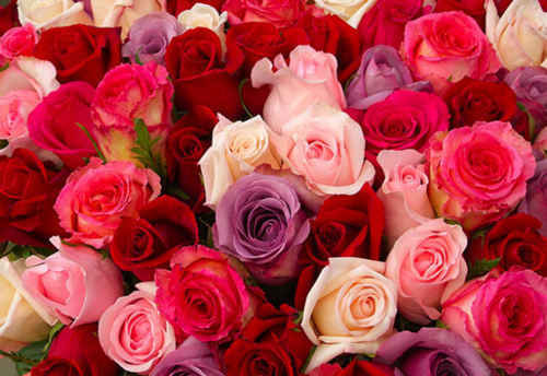 薔薇の画像を持ち寄りましょう