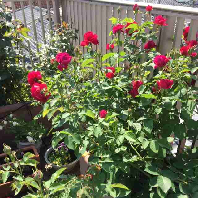 薔薇の画像を持ち寄りましょう
