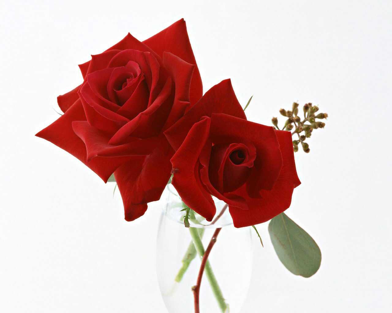 薔薇の画像を持ち寄りましょう