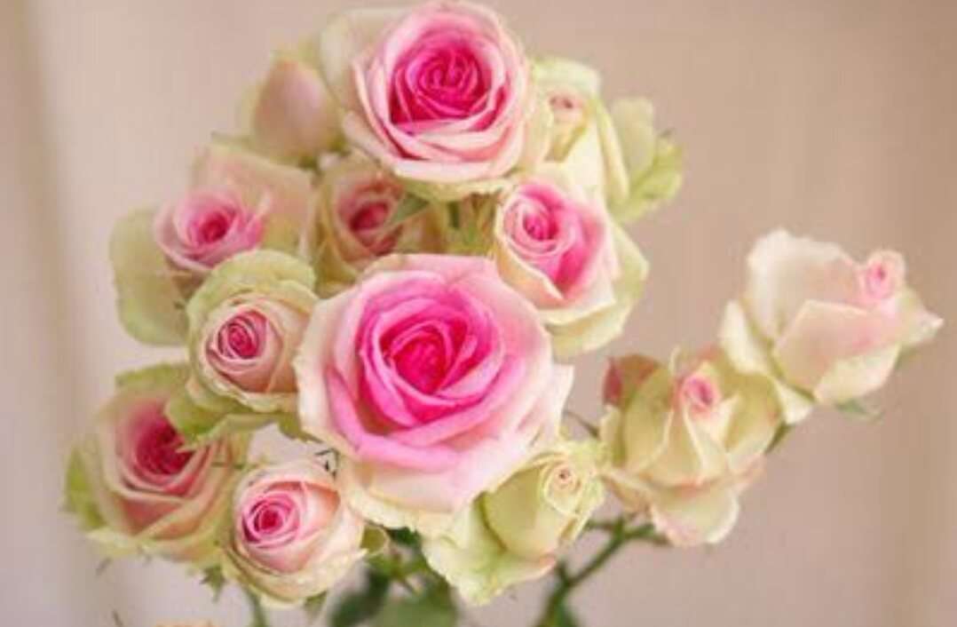 薔薇の画像を持ち寄りましょう