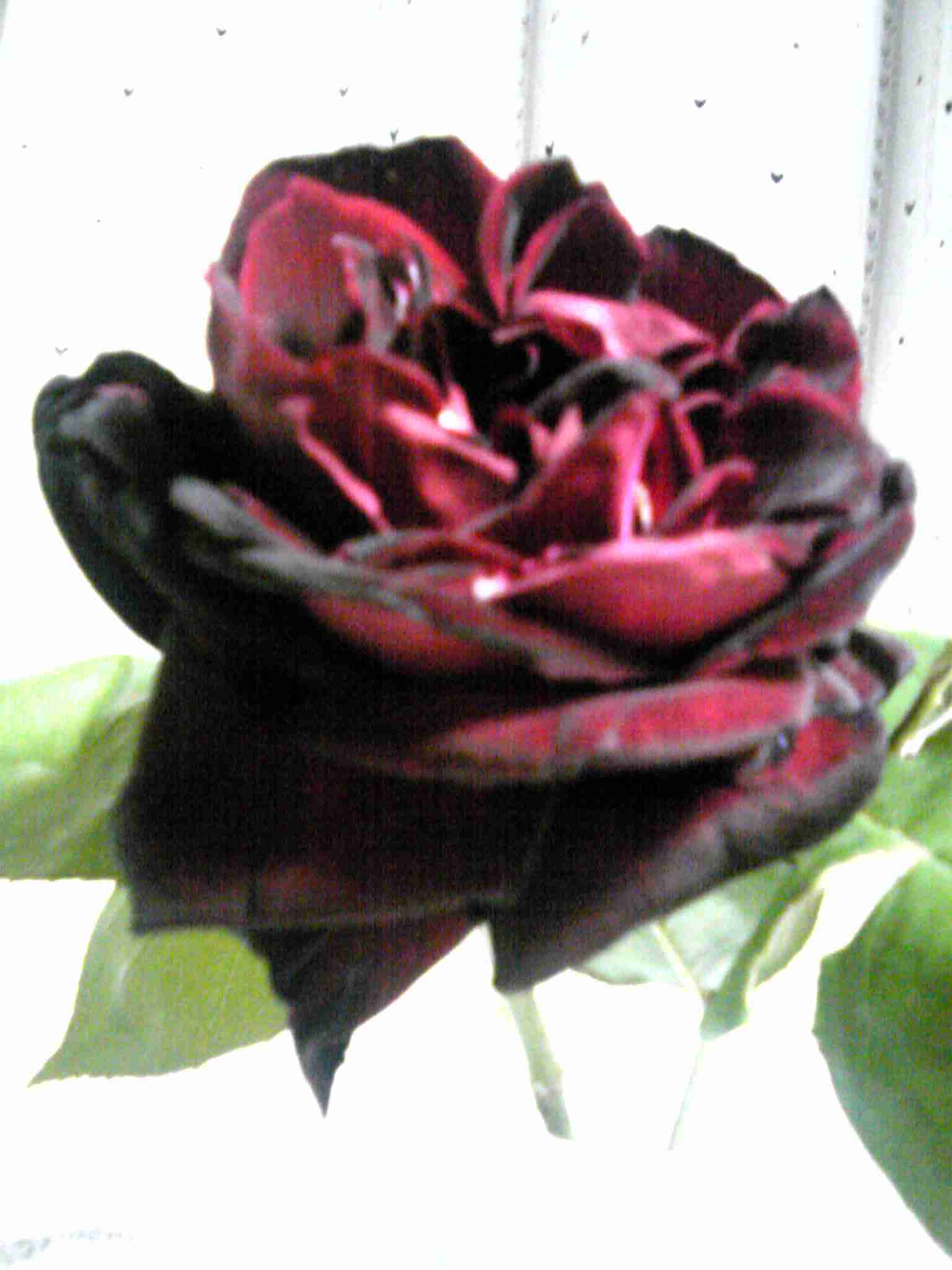 薔薇の画像を持ち寄りましょう
