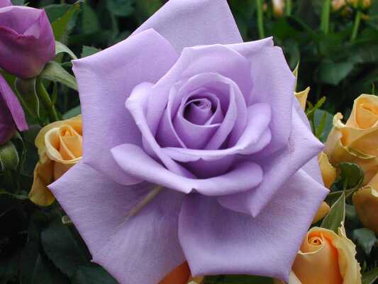 薔薇の画像を持ち寄りましょう