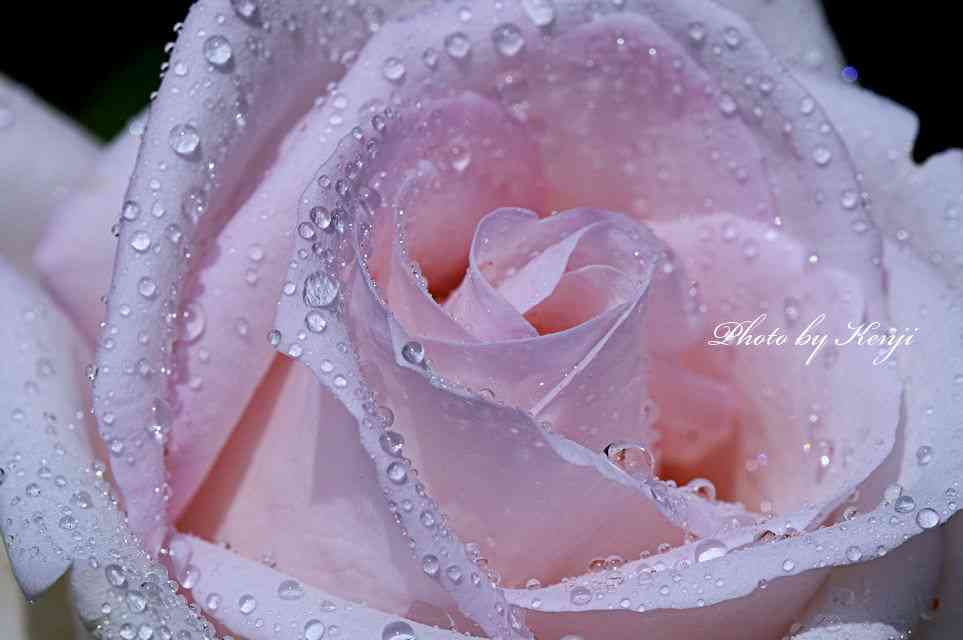 薔薇の画像を持ち寄りましょう