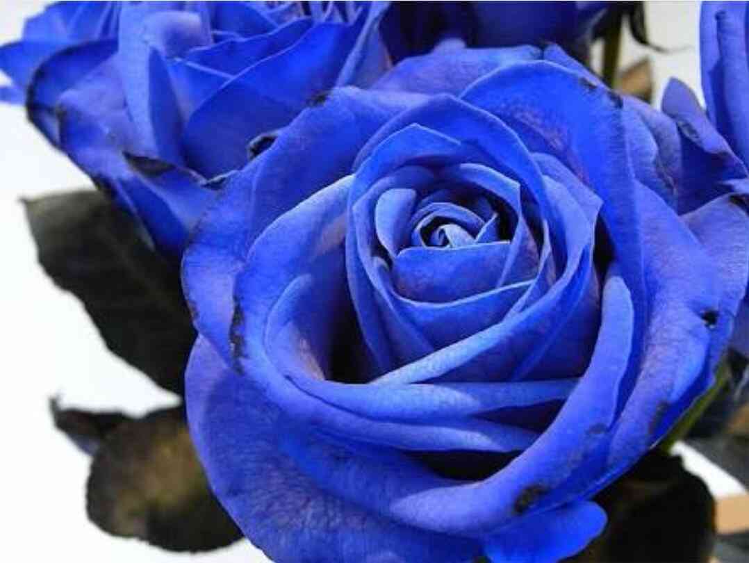 薔薇の画像を持ち寄りましょう