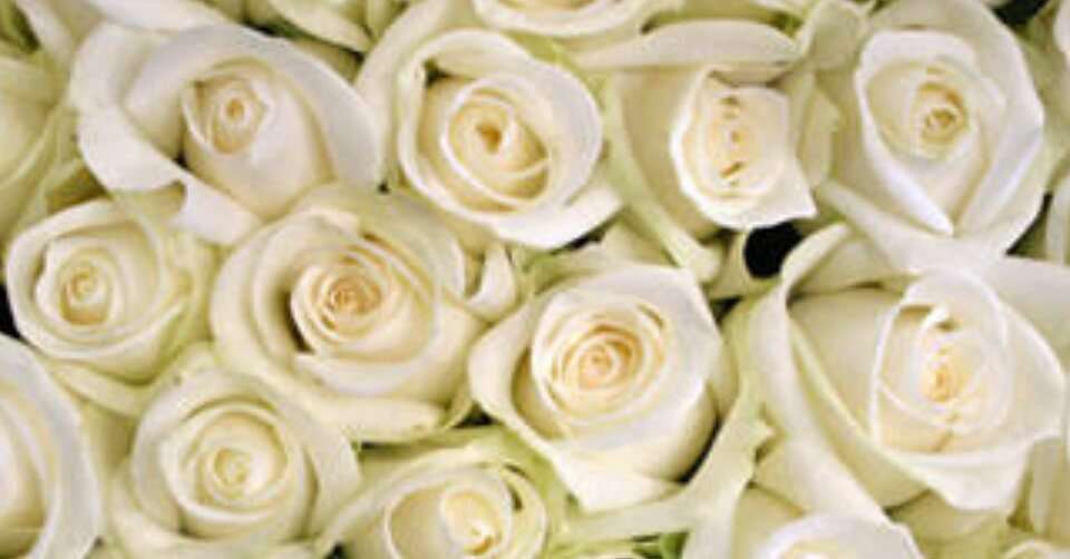 薔薇の画像を持ち寄りましょう