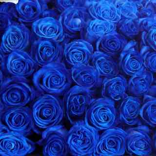 薔薇の画像を持ち寄りましょう