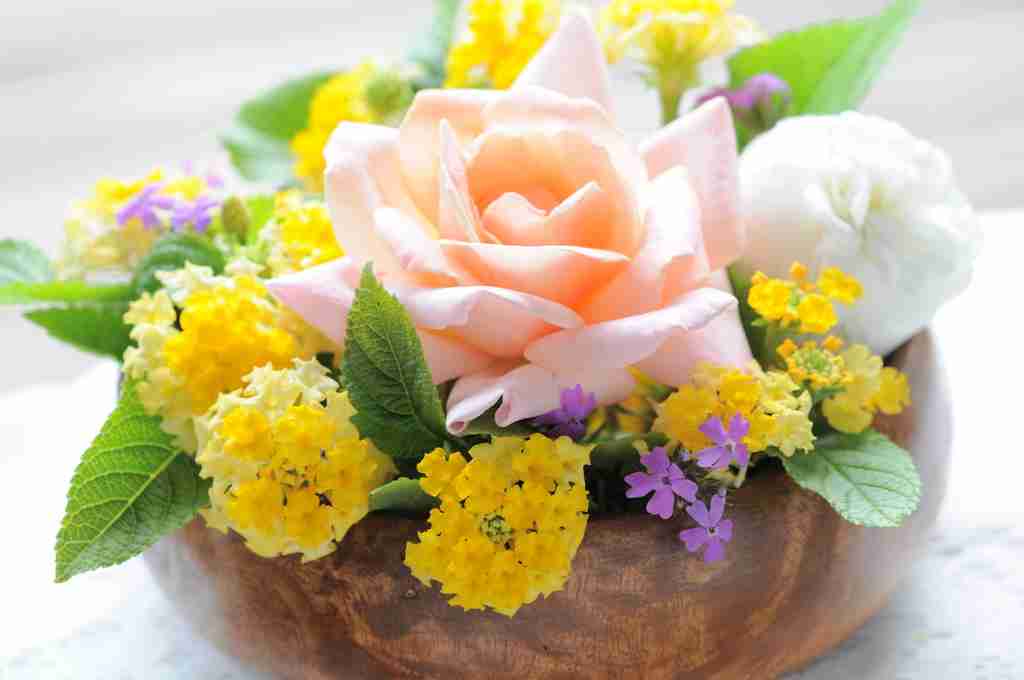 薔薇の画像を持ち寄りましょう