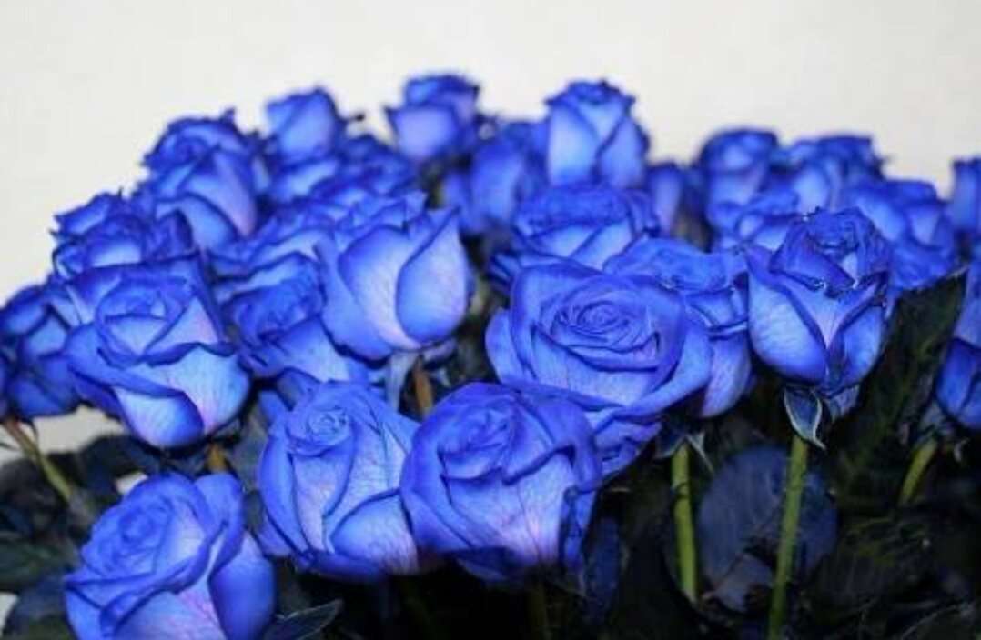 薔薇の画像を持ち寄りましょう