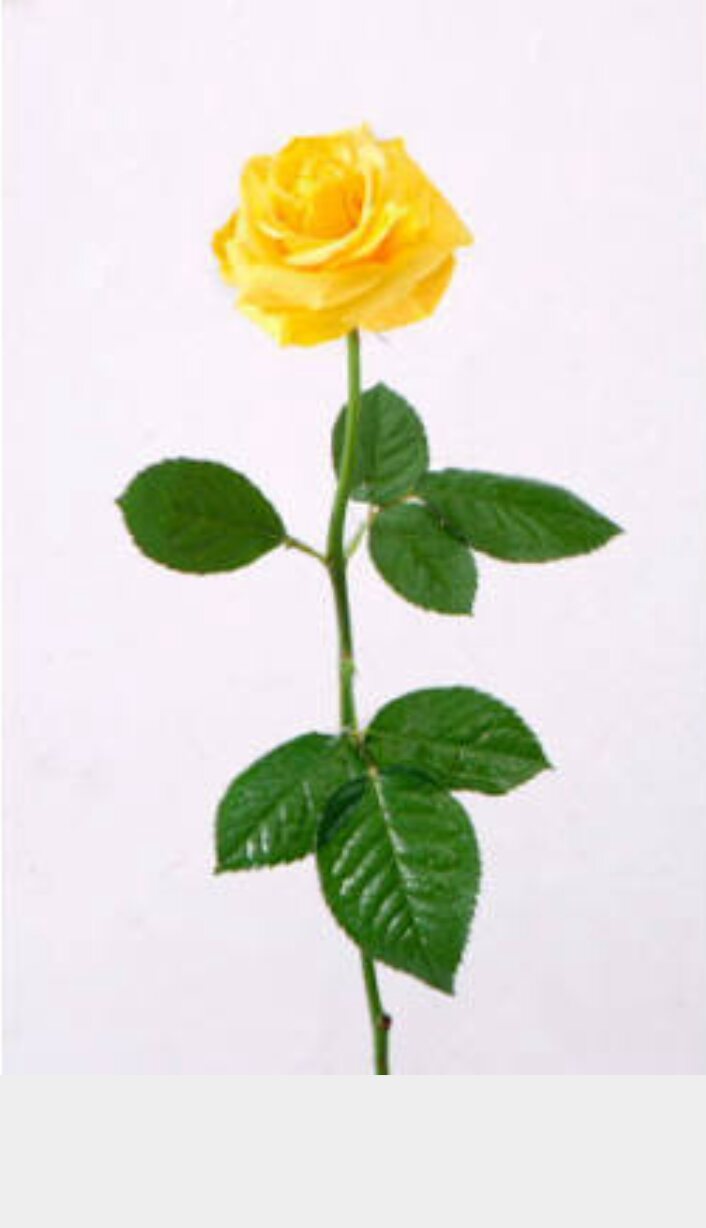 薔薇の画像を持ち寄りましょう