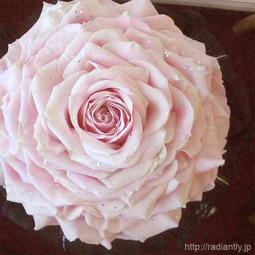 薔薇の画像を持ち寄りましょう