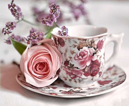 薔薇の画像を持ち寄りましょう