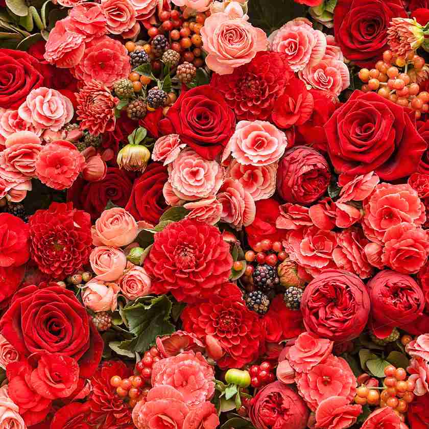 薔薇の画像を持ち寄りましょう