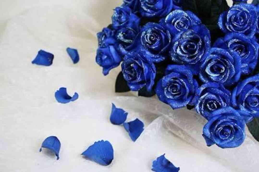 薔薇の画像を持ち寄りましょう