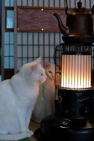 冬の必需品