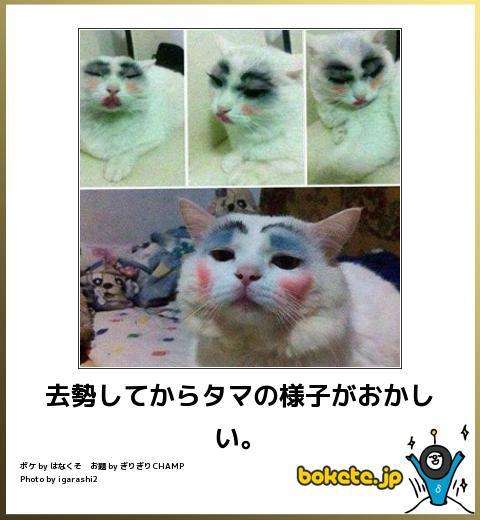 今までで一番笑った画像を貼ろう