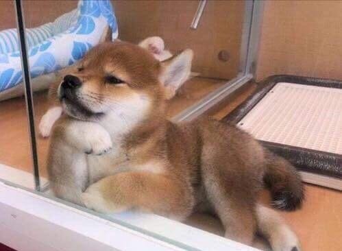 今までで一番笑った画像を貼ろう