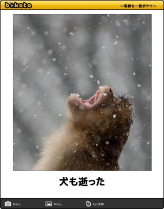 今までで一番笑った画像を貼ろう
