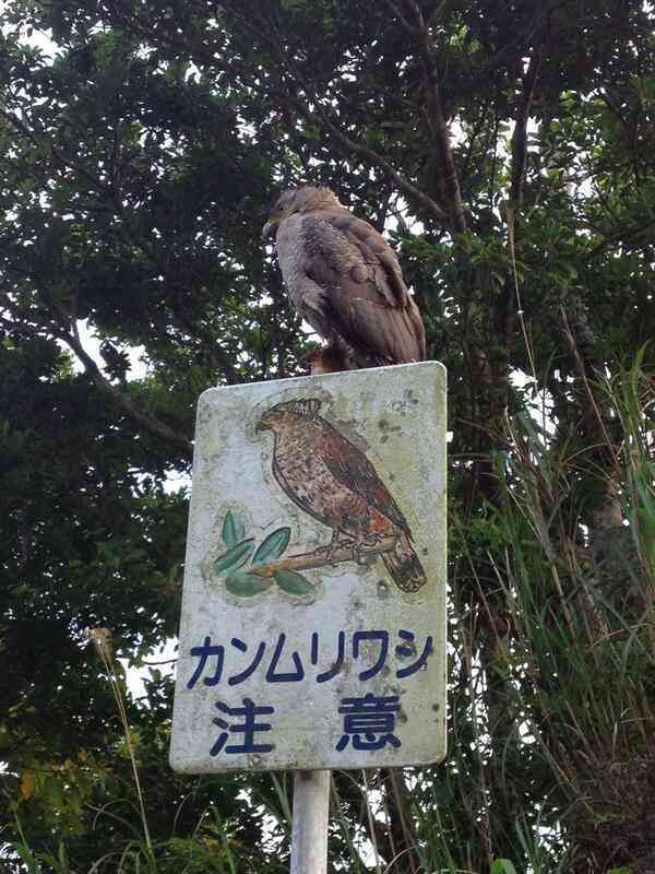 完全一致画像で笑うトピ