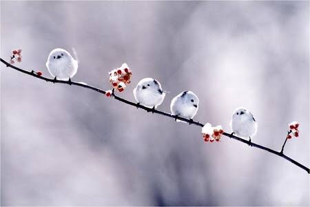 冬の画像を貼るトピ。