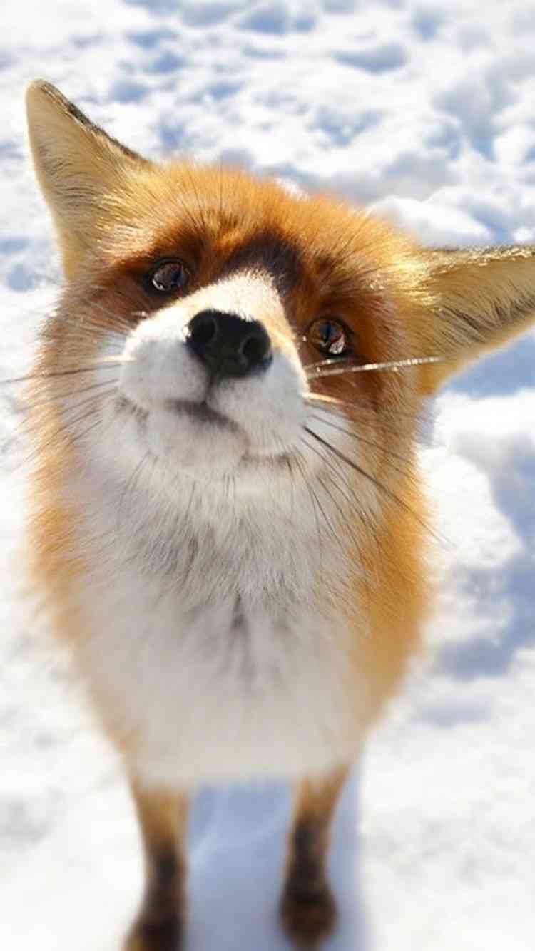 冬の画像を貼るトピ。