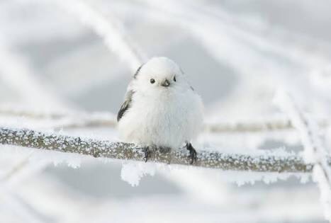冬の画像を貼るトピ。