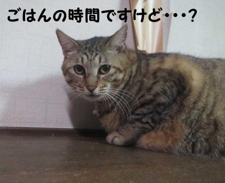 視聴者満足度が今年最も高かった番組 猫人気が鮮明に。アイドルもお笑いタレントもかなわず 