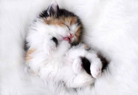 かわいい画像を貼るトピ