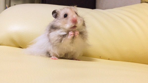 かわいい画像を貼るトピ