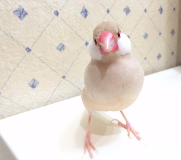 かわいい画像を貼るトピ