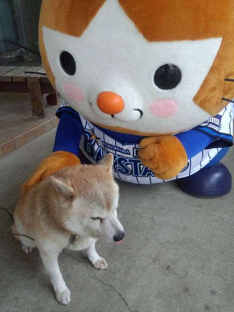 かわいい画像を貼るトピ
